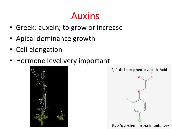 Auxins • • Greek: auxein; to grow or increase Apical dominance growth Cell elongation
