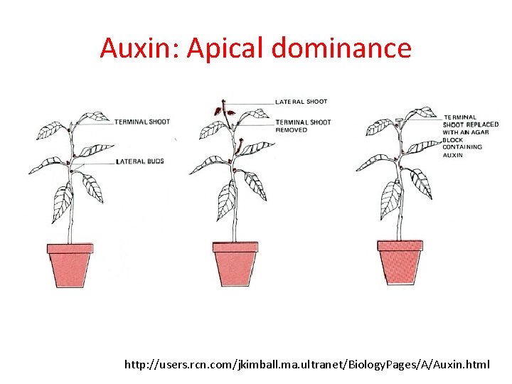 Auxin: Apical dominance http: //users. rcn. com/jkimball. ma. ultranet/Biology. Pages/A/Auxin. html 