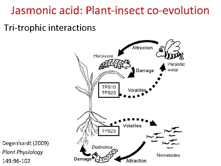 Jasmonic acid: Plant-insect co-evolution Tri-trophic interactions Degenhardt (2009) Plant Physiology 149: 96 -102 