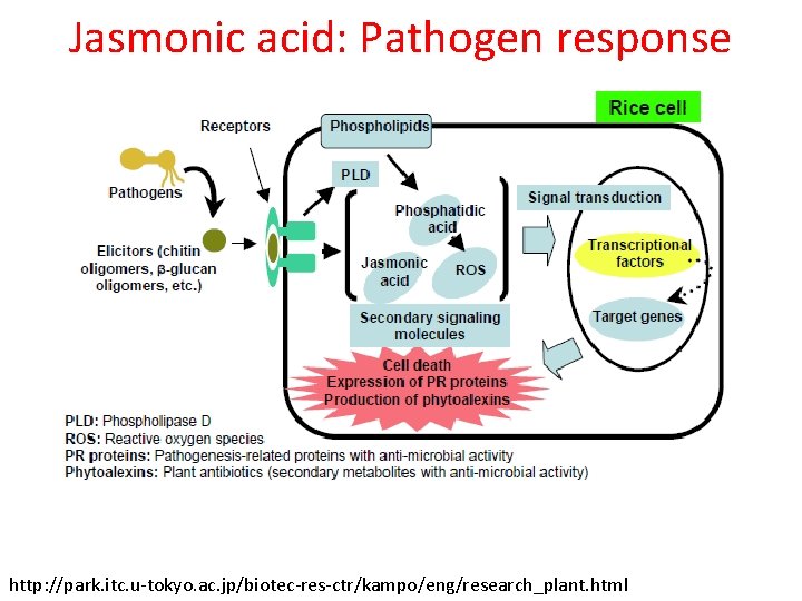 Jasmonic acid: Pathogen response http: //park. itc. u-tokyo. ac. jp/biotec-res-ctr/kampo/eng/research_plant. html 