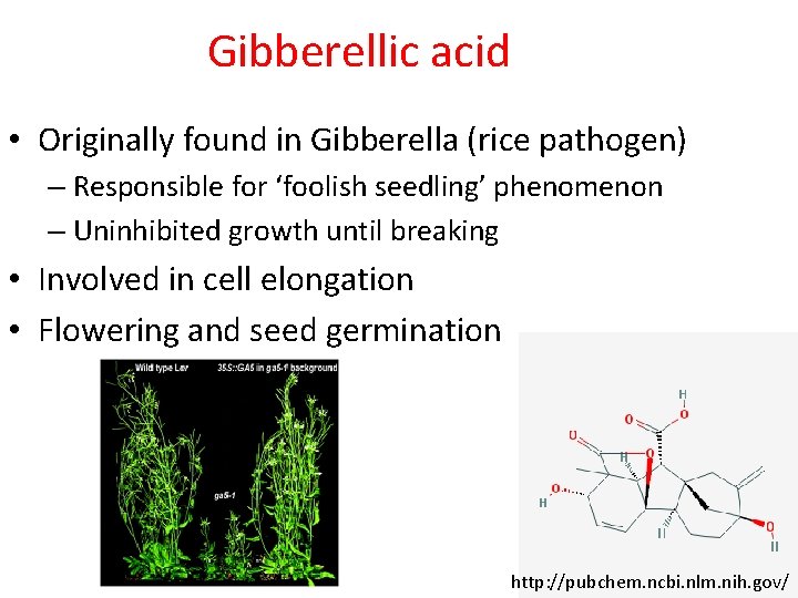 Gibberellic acid • Originally found in Gibberella (rice pathogen) – Responsible for ‘foolish seedling’
