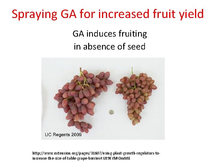 Spraying GA for increased fruit yield GA induces fruiting in absence of seed http: