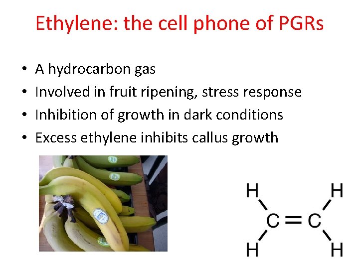 Ethylene: the cell phone of PGRs • • A hydrocarbon gas Involved in fruit