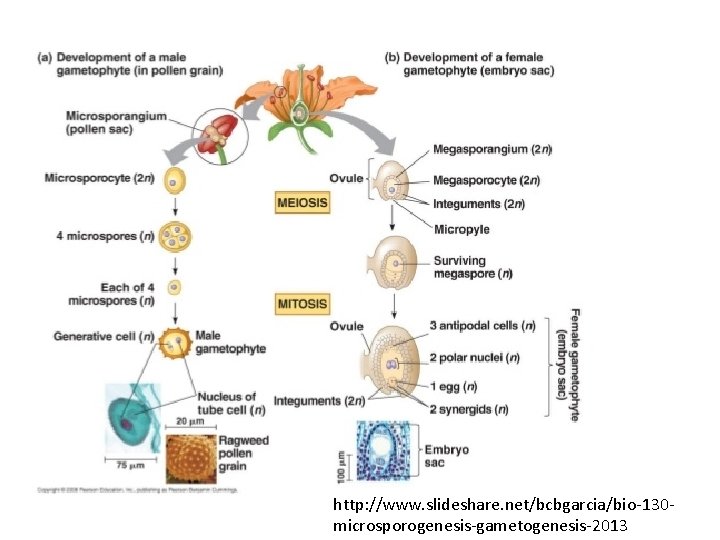 http: //www. slideshare. net/bcbgarcia/bio-130 microsporogenesis-gametogenesis-2013 