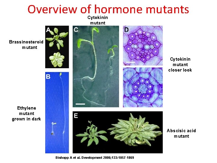 Overview of hormone mutants Cytokinin mutant Brassinosteroid mutant Cytokinin mutant closer look Ethylene mutant