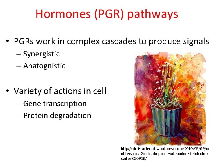 Hormones (PGR) pathways • PGRs work in complex cascades to produce signals – Synergistic