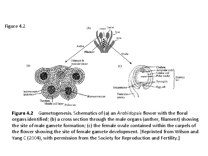 Figure 4. 2 Gametogenesis. Schematics of (a) an Arabidopsis flower with the floral organs identified;