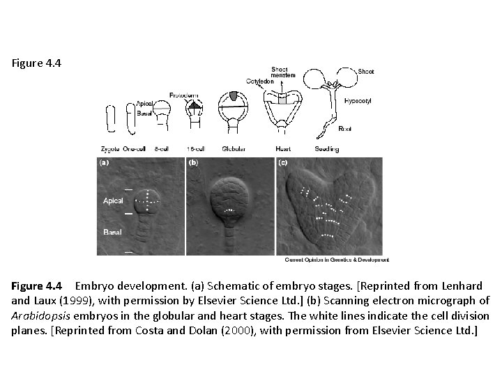 Figure 4. 4 Embryo development. (a) Schematic of embryo stages. [Reprinted from Lenhard and Laux