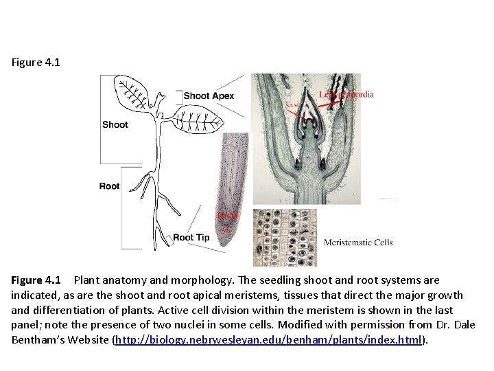 Figure 4. 1 Plant anatomy and morphology. The seedling shoot and root systems are indicated,