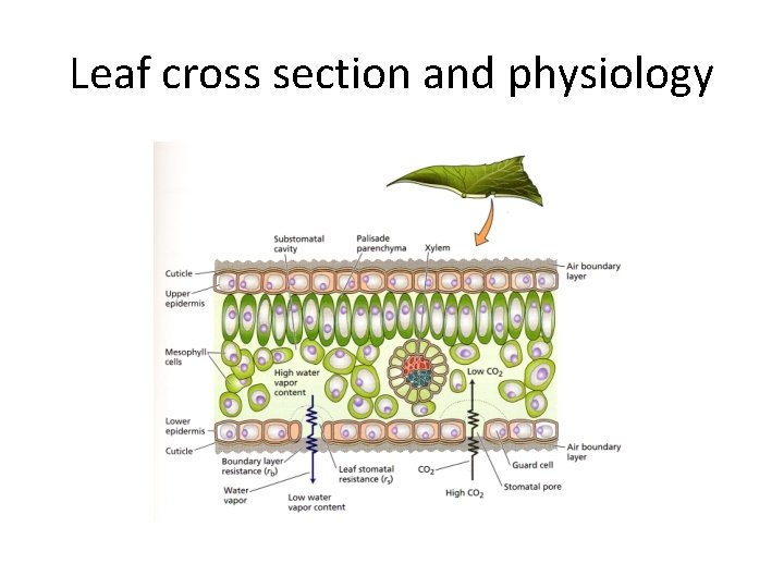 Leaf cross section and physiology 