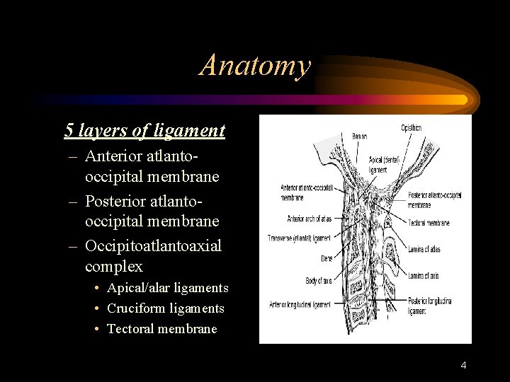 Anatomy 5 layers of ligament – Anterior atlantooccipital membrane – Posterior atlantooccipital membrane –