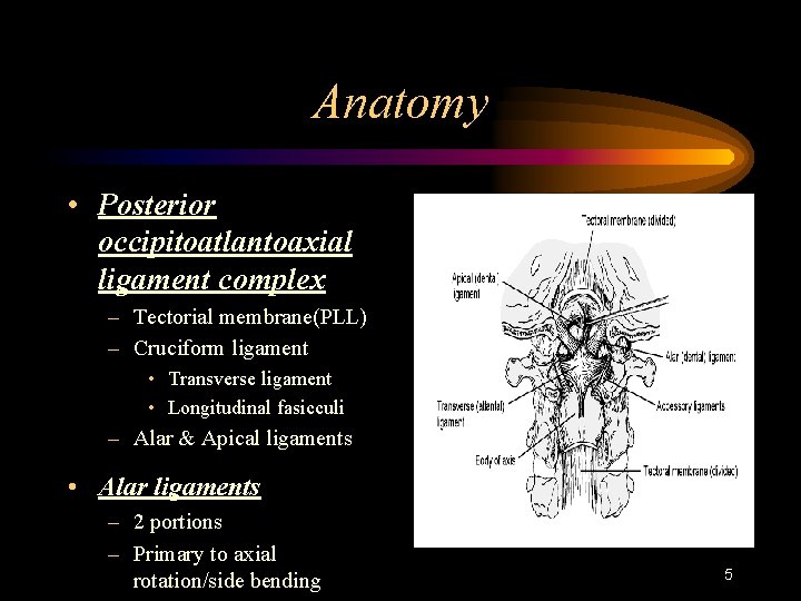 Anatomy • Posterior occipitoatlantoaxial ligament complex – Tectorial membrane(PLL) – Cruciform ligament • Transverse