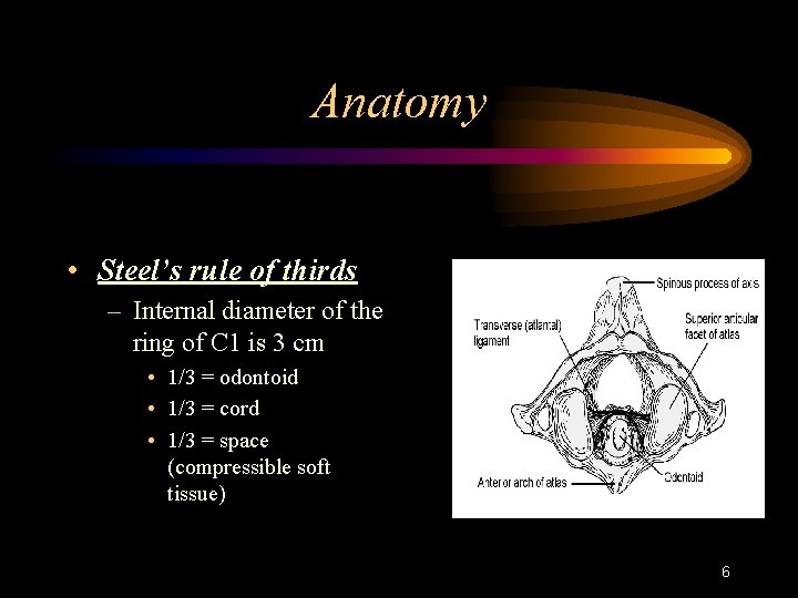 Anatomy • Steel’s rule of thirds – Internal diameter of the ring of C