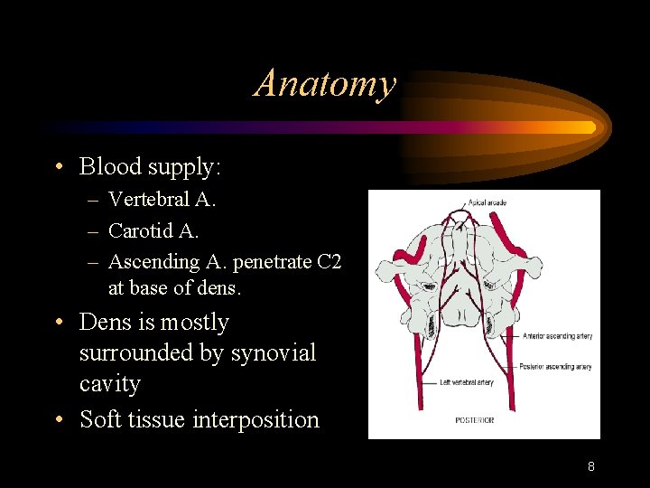 Anatomy • Blood supply: – Vertebral A. – Carotid A. – Ascending A. penetrate