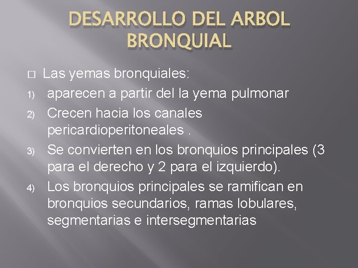 DESARROLLO DEL ARBOL BRONQUIAL � 1) 2) 3) 4) Las yemas bronquiales: aparecen a