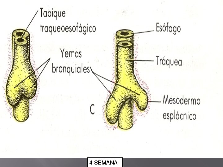 4 SEMANA 