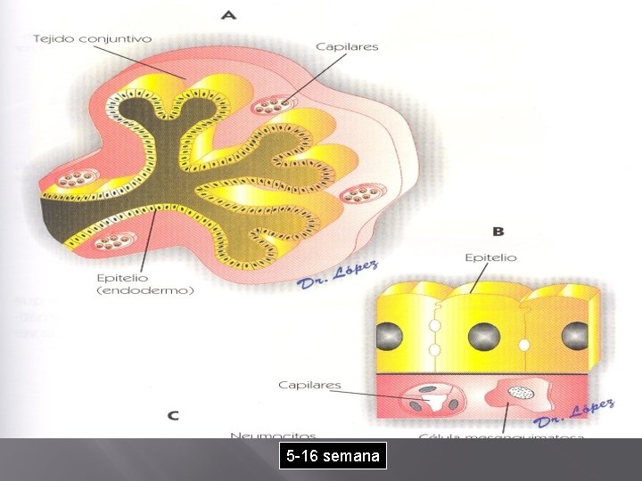 Formación del bronquiolo terminal (Periodo pseudoglandular) 5 -16 semana 