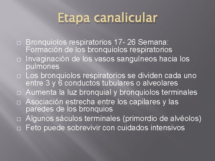 Etapa canalicular � � � � Bronquiolos respiratorios 17 - 26 Semana: Formación de Etapa canalicular � � � � Bronquiolos respiratorios 17 - 26 Semana: Formación de
