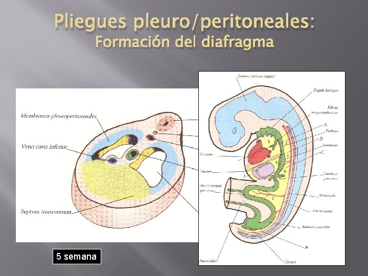 Pliegues pleuro/peritoneales: Formación del diafragma 5 semana 