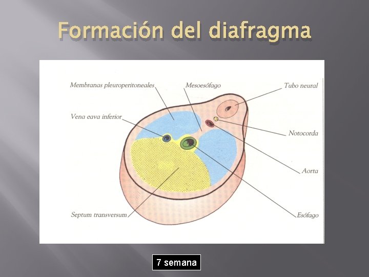 Formación del diafragma 7 semana 