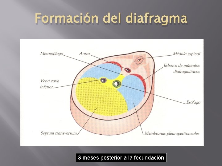 Formación del diafragma 3 meses posterior a la fecundación 