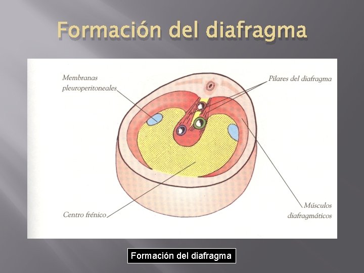Formación del diafragma Formación del diafragma