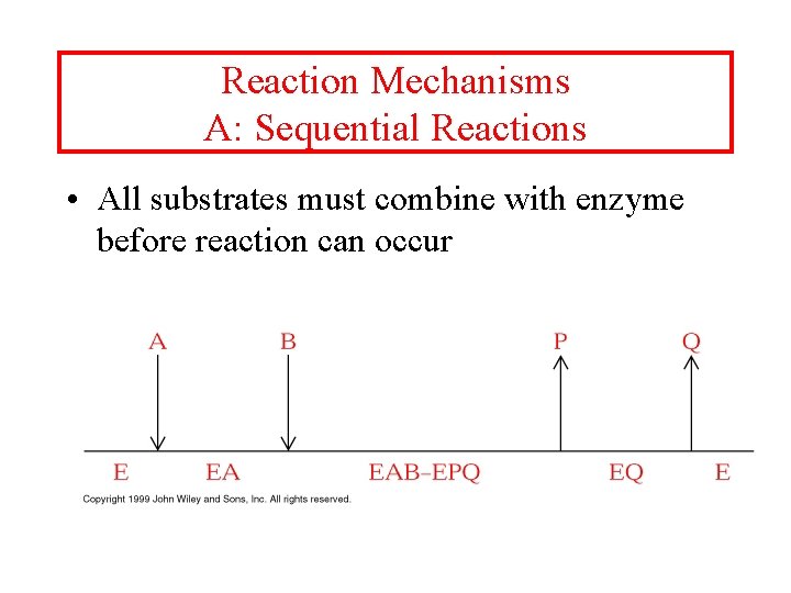 Reaction Mechanisms A: Sequential Reactions • All substrates must combine with enzyme before reaction