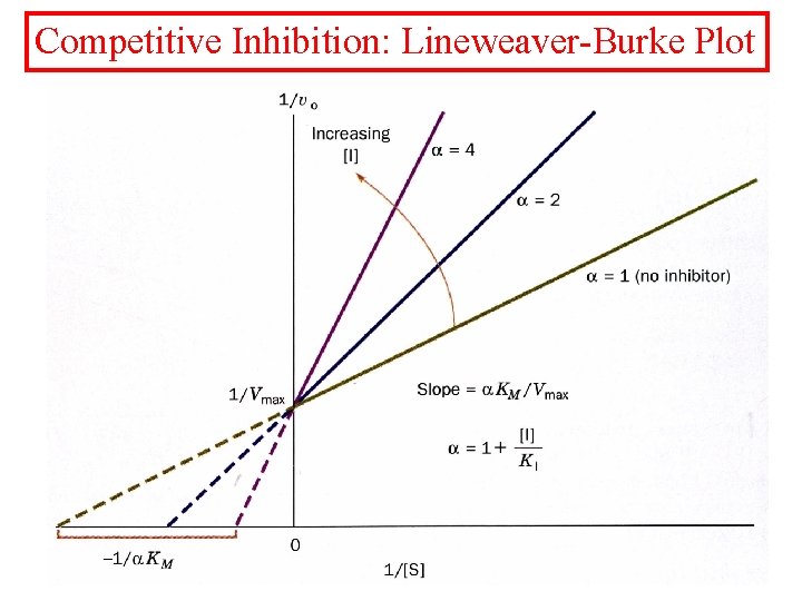 Competitive Inhibition: Lineweaver-Burke Plot 