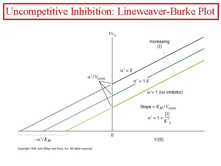 Uncompetitive Inhibition: Lineweaver-Burke Plot 