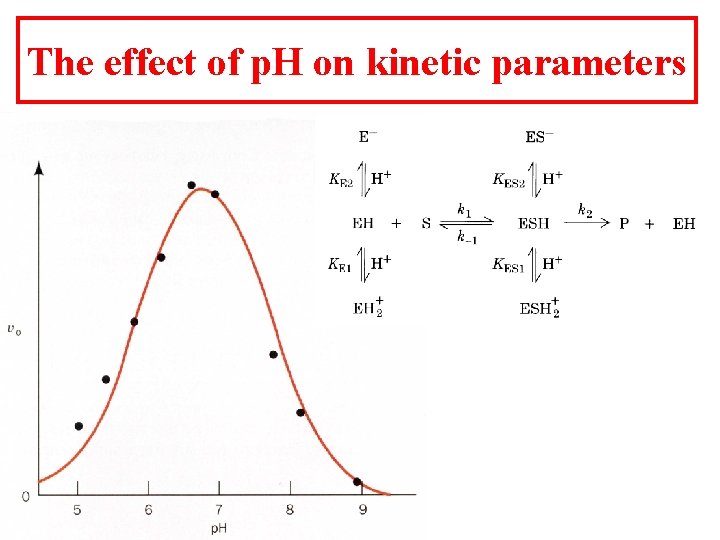 The effect of p. H on kinetic parameters 