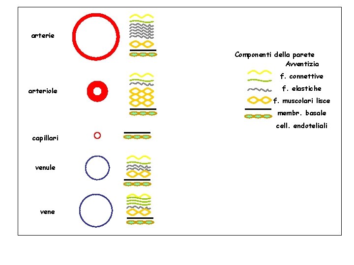 arterie Componenti della parete Avventizia f. connettive arteriole f. elastiche f. muscolari lisce membr.