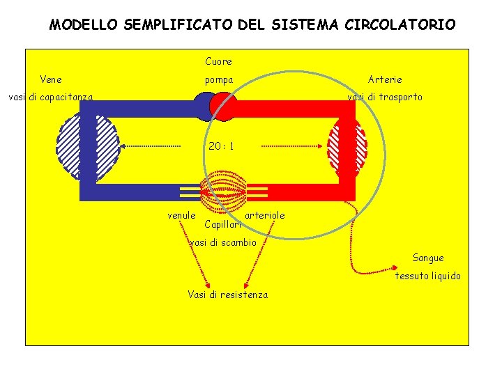 MODELLO SEMPLIFICATO DEL SISTEMA CIRCOLATORIO Cuore pompa Vene Arterie vasi di capacitanza vasi di