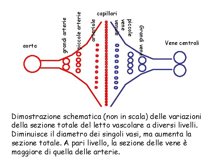 arteriole piccole arterie grandi arterie Grandi vene piccole venule aorta capillari Vene centrali Dimostrazione