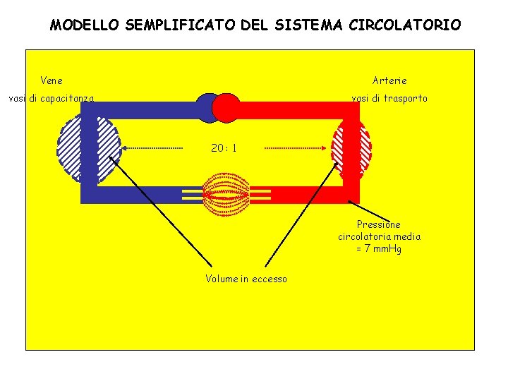 MODELLO SEMPLIFICATO DEL SISTEMA CIRCOLATORIO Vene Arterie vasi di capacitanza vasi di trasporto 20