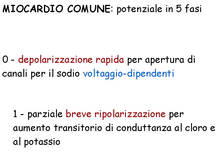 MIOCARDIO COMUNE: potenziale in 5 fasi 0 - depolarizzazione rapida per apertura di canali MIOCARDIO COMUNE: potenziale in 5 fasi 0 - depolarizzazione rapida per apertura di canali
