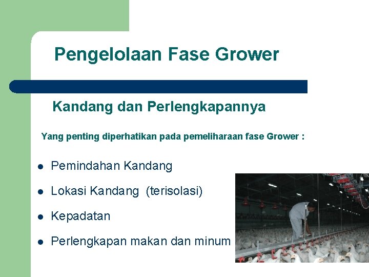 Pengelolaan Fase Grower Kandang dan Perlengkapannya Yang penting diperhatikan pada pemeliharaan fase Grower :