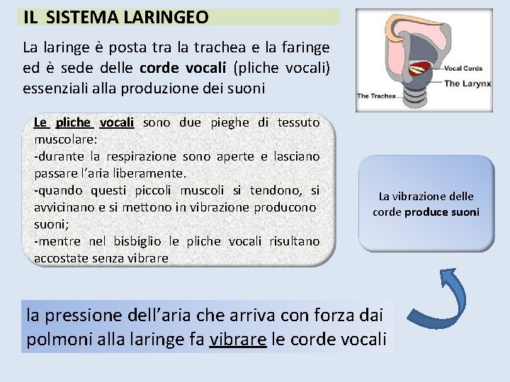 IL SISTEMA LARINGEO La laringe è posta tra la trachea e la faringe ed