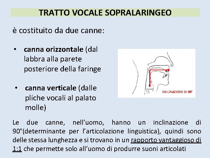 TRATTO VOCALE SOPRALARINGEO è costituito da due canne: • canna orizzontale (dal labbra alla