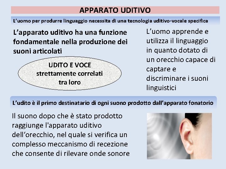 APPARATO UDITIVO L’uomo per produrre linguaggio necessita di una tecnologia uditivo-vocale specifica L’apparato uditivo