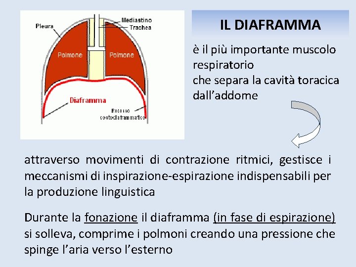 IL DIAFRAMMA è il più importante muscolo respiratorio che separa la cavità toracica dall’addome