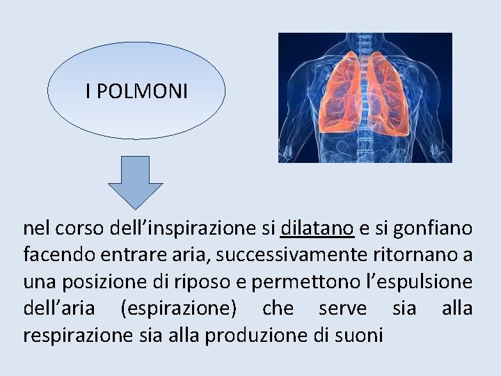 I POLMONI nel corso dell’inspirazione si dilatano e si gonfiano facendo entrare aria, successivamente