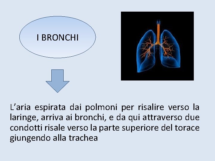 I BRONCHI L’aria espirata dai polmoni per risalire verso la laringe, arriva ai bronchi,