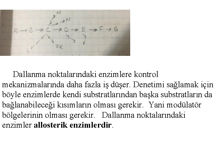  Dallanma noktalarındaki enzimlere kontrol mekanizmalarında daha fazla iş düşer. Denetimi sağlamak için böyle