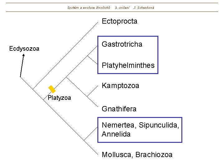 Systém a evoluce živočichů 3. cvičení J. Schenková Ectoprocta Gastrotricha Ecdysozoa Platyhelminthes Kamptozoa Platyzoa