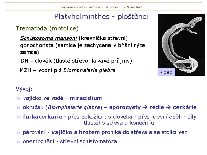 Systém a evoluce živočichů 3. cvičení J. Schenková Platyhelminthes - ploštěnci Trematoda (motolice) Schistosoma