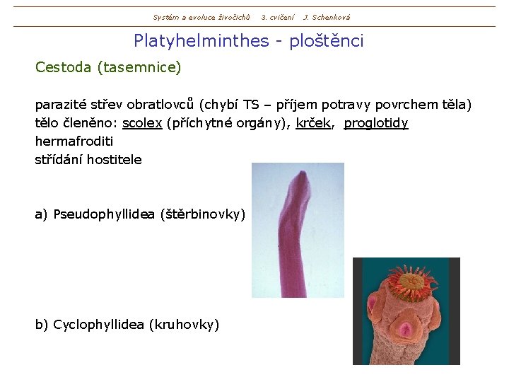 Systém a evoluce živočichů 3. cvičení J. Schenková Platyhelminthes - ploštěnci Cestoda (tasemnice) parazité