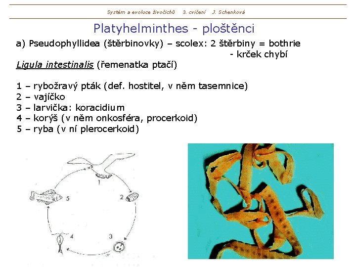 Systém a evoluce živočichů 3. cvičení J. Schenková Platyhelminthes - ploštěnci a) Pseudophyllidea (štěrbinovky)