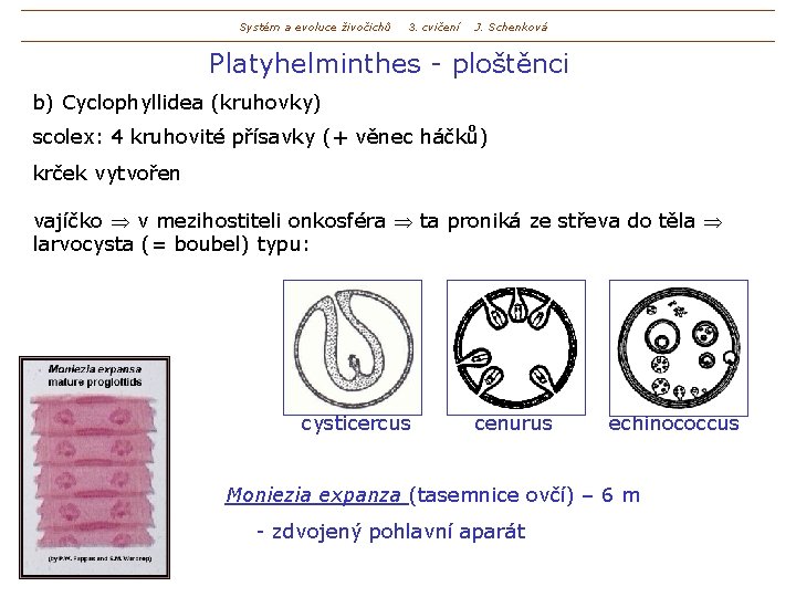 Systém a evoluce živočichů 3. cvičení J. Schenková Platyhelminthes - ploštěnci b) Cyclophyllidea (kruhovky)