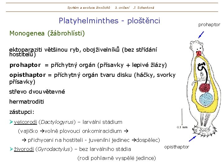 Systém a evoluce živočichů 3. cvičení J. Schenková Platyhelminthes - ploštěnci prohaptor Monogenea (žábrohlísti)