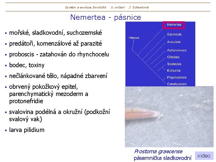 Systém a evoluce živočichů 3. cvičení J. Schenková Nemertea - pásnice § mořské, sladkovodní,